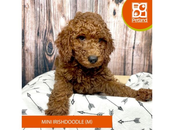 Irishdoodle Mini DOG Male Red 17618 Petland Fairfield, Ohio