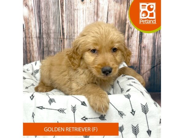 Golden Retriever DOG Female Gold 17617 Petland Fairfield, Ohio