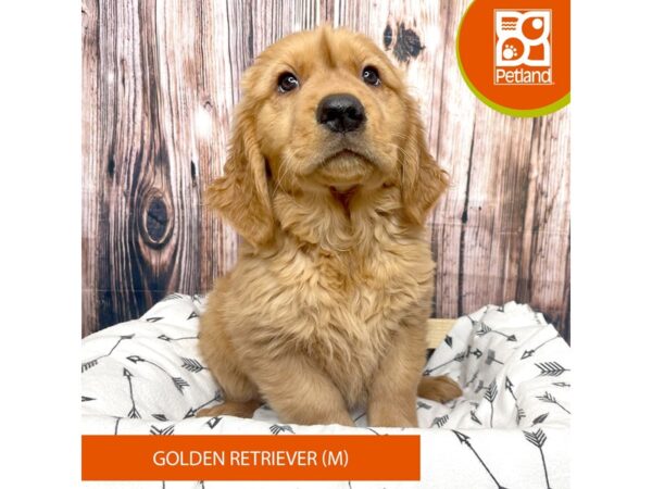 Golden Retriever DOG Male Gold 17616 Petland Fairfield, Ohio