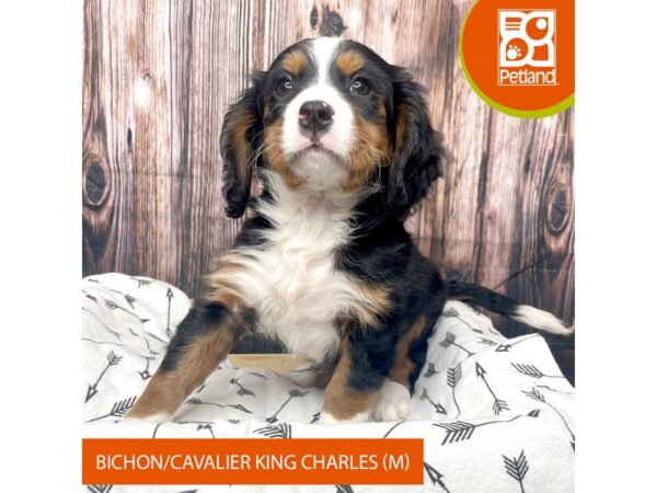 Bichon/ Cavalier King Charles Spaniel-DOG-Male-Tri color-17615-Petland Fairfield, Ohio