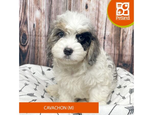 Cavachon-DOG-Male-Gray and White-17614-Petland Fairfield, Ohio