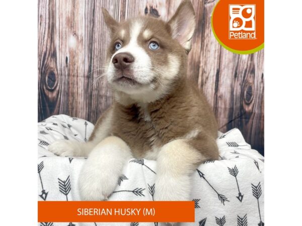 Siberian Husky DOG Male Red and White 17613 Petland Fairfield, Ohio