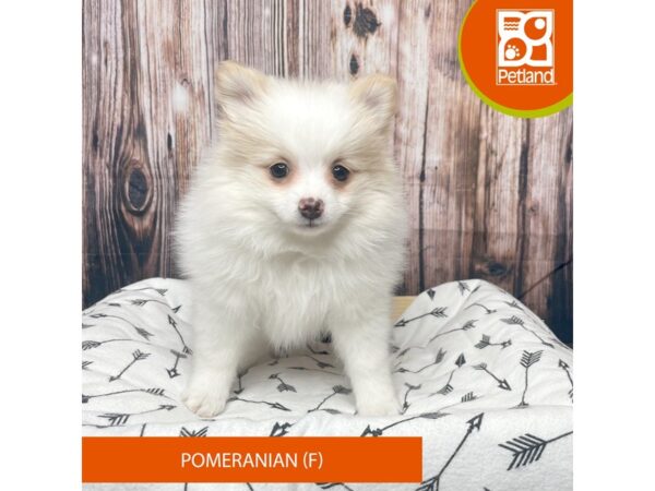 Pomeranian DOG Female White 17612 Petland Fairfield, Ohio