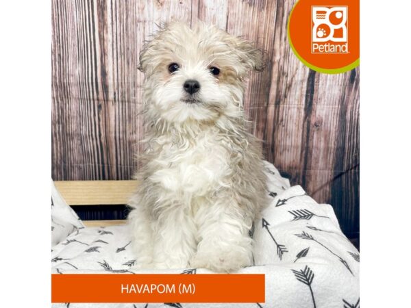 HavaPom DOG Male Sable / White 17626 Petland Fairfield, Ohio