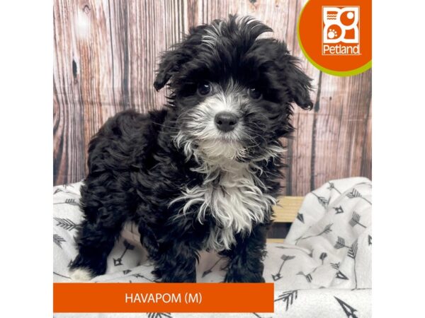 Havapoo DOG Male Black / White 17625 Petland Fairfield, Ohio