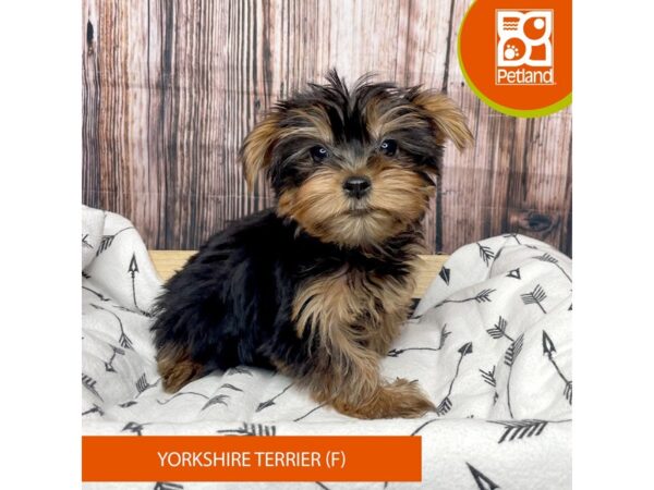 Yorkshire Terrier DOG Female Black / Tan 17624 Petland Fairfield, Ohio