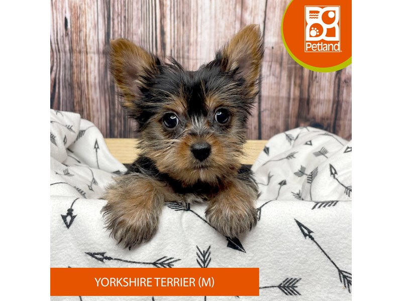 Yorkshire Terrier-Male-Black / Tan-3990870-Petland Fairfield