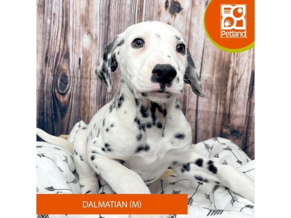 Dalmatian DOG Male Black / White 17622 Petland Fairfield, Ohio