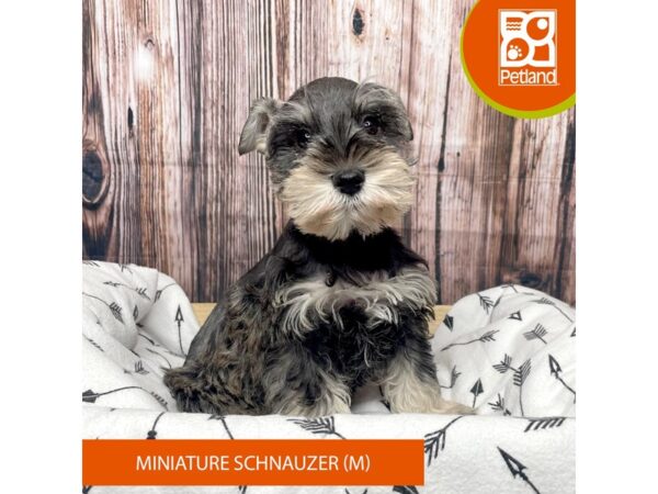 Miniature Schnauzer DOG Male Salt / Pepper 17621 Petland Fairfield, Ohio