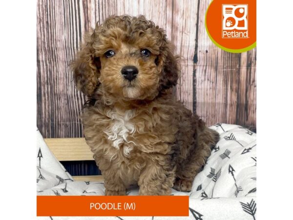 Poodle DOG Male Sable 17620 Petland Fairfield, Ohio