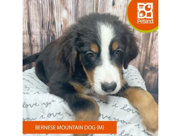 Bernese Mountain Dog DOG Male Tri color 17572 Petland Fairfield, Ohio