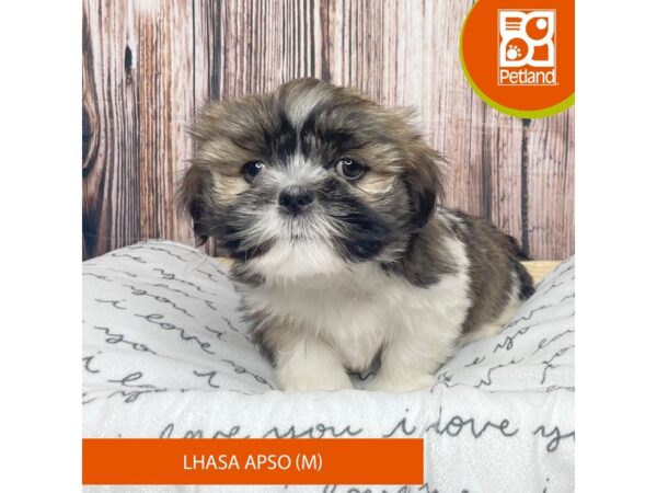 Lhasa Apso DOG Male Grizzle 17627 Petland Fairfield, Ohio