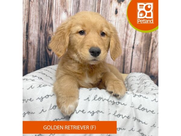 Golden Retriever DOG Female Gold 17628 Petland Fairfield, Ohio