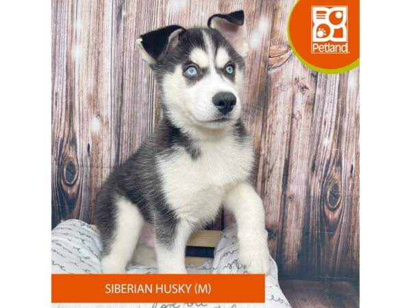 Siberian Husky DOG Male Black / White 17629 Petland Fairfield, Ohio