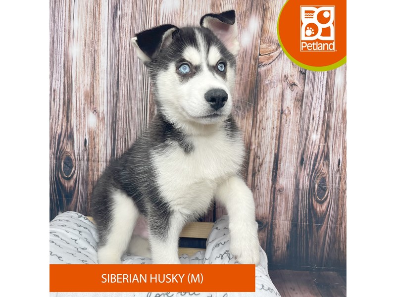 Siberian Husky-Male-Black / White-3998004-Petland Fairfield