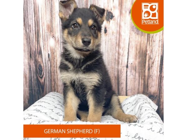 German Shepherd Dog DOG Female Black / Tan 17630 Petland Fairfield, Ohio