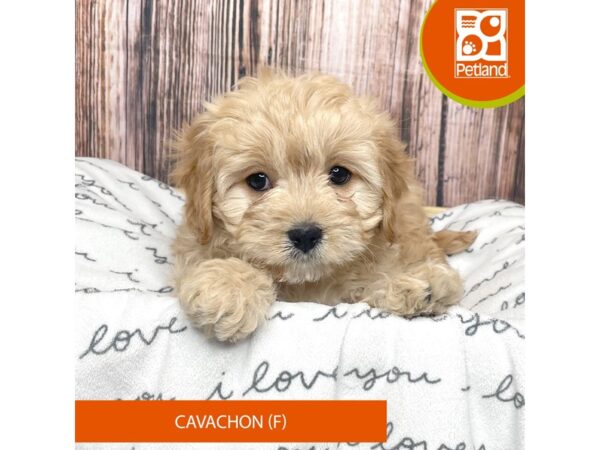 Cavachon-DOG-Female-Buff-17631-Petland Fairfield, Ohio