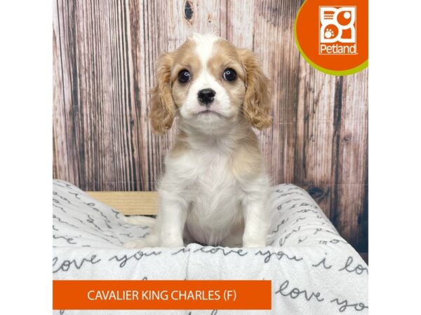 Cavalier King Charles Spaniel DOG Female Ruby 17633 Petland Fairfield, Ohio