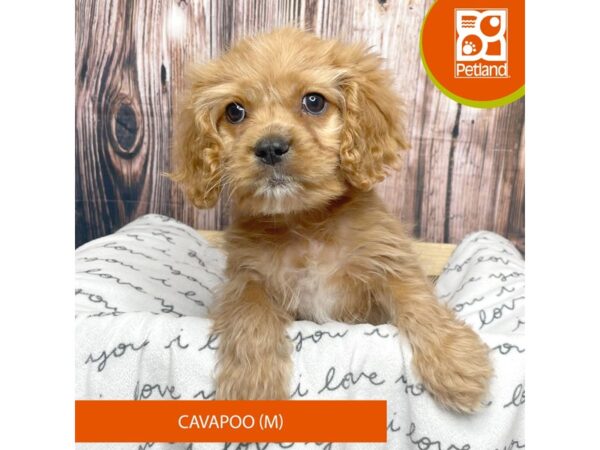 Cavapoo-DOG-Male-Red-17634-Petland Fairfield, Ohio