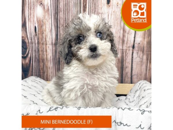 Bernedoodle Mini-DOG-Female-Blue Merle / White-17635-Petland Fairfield, Ohio