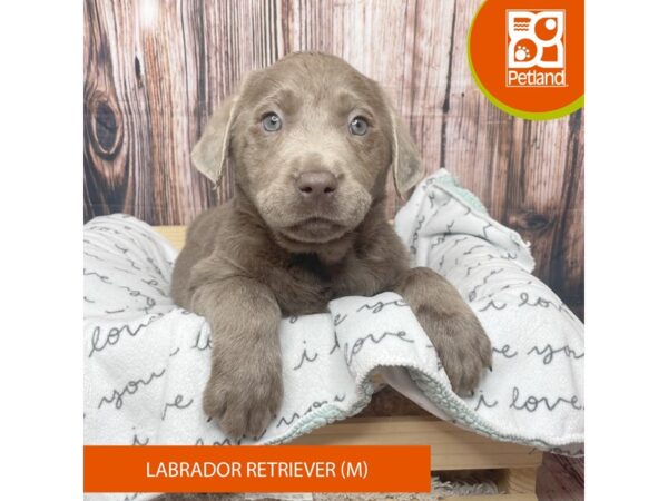 Labrador Retriever DOG Male Silver 17646 Petland Fairfield, Ohio