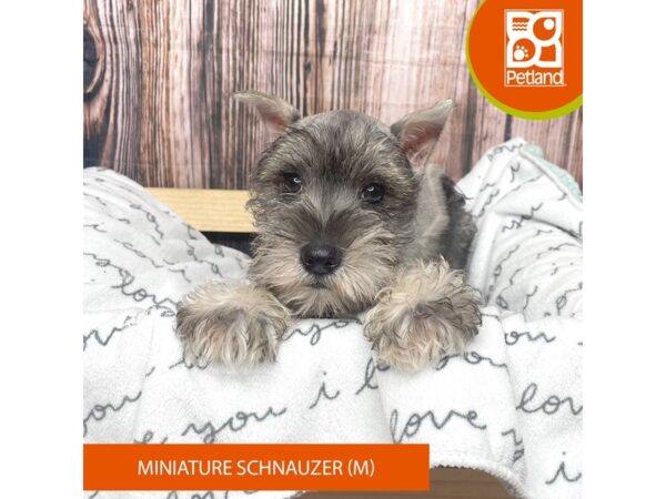 Miniature Schnauzer DOG Male Salt / Pepper 17645 Petland Fairfield, Ohio