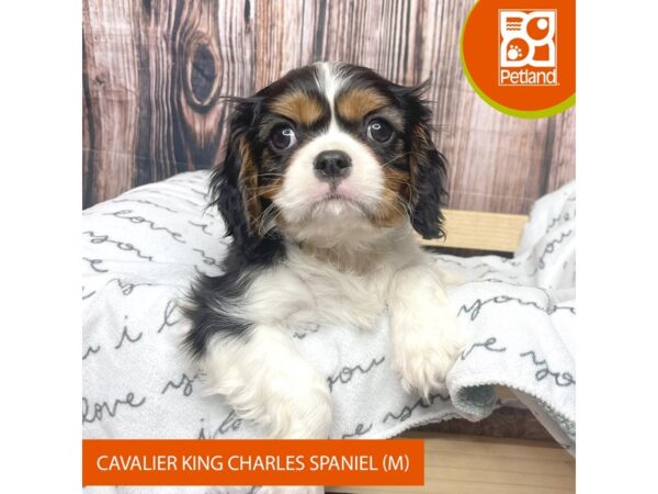 Cavalier King Charles Spaniel DOG Male Tri-Colored 17644 Petland Fairfield, Ohio