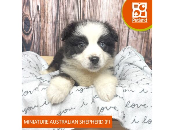 Miniature Australian Shepherd-DOG-Female-Black-17643-Petland Fairfield, Ohio