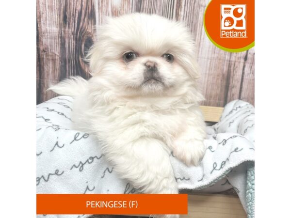 Pekingese DOG Female White 17640 Petland Fairfield, Ohio