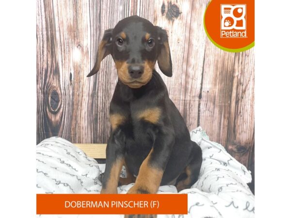 Doberman Pinscher DOG Female Black / Rust 17639 Petland Fairfield, Ohio