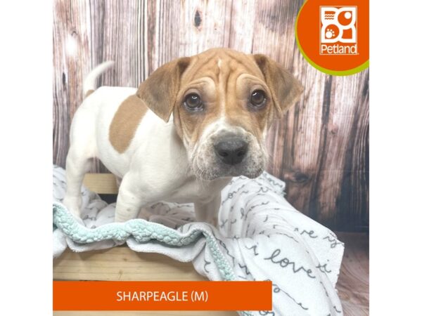 Sharpeagle DOG Male White / Red 17638 Petland Fairfield, Ohio