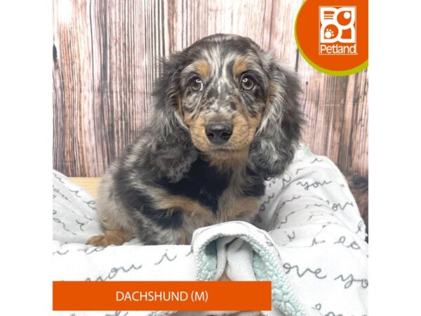 Dachshund DOG Male Black / Tan 17637 Petland Fairfield, Ohio