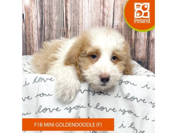 Goldendoodle Mini F1b-DOG-Female-Red / White-17636-Petland Fairfield, Ohio