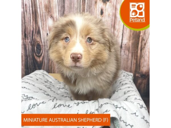 Miniature Australian Shepherd-DOG-Female-Red Merle-17642-Petland Fairfield, Ohio