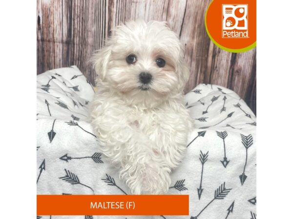 Maltese DOG Female White 17658 Petland Fairfield, Ohio