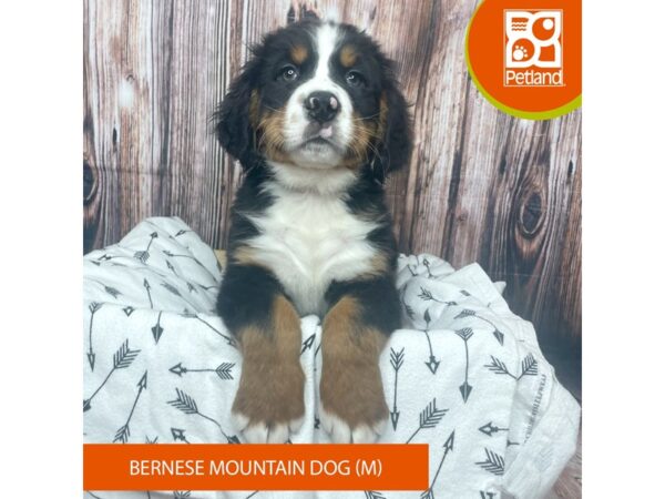 Bernese Mountain Dog DOG Male Tri-Colored 17657 Petland Fairfield, Ohio