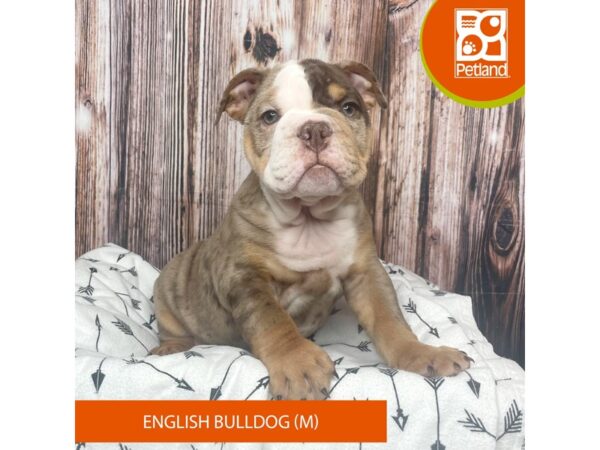 English Bulldog DOG Male Lilac Merle 17656 Petland Fairfield, Ohio