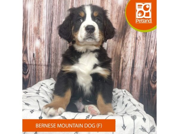 Bernese Mountain Dog-DOG-Female-Tri-Colored-17655-Petland Fairfield, Ohio