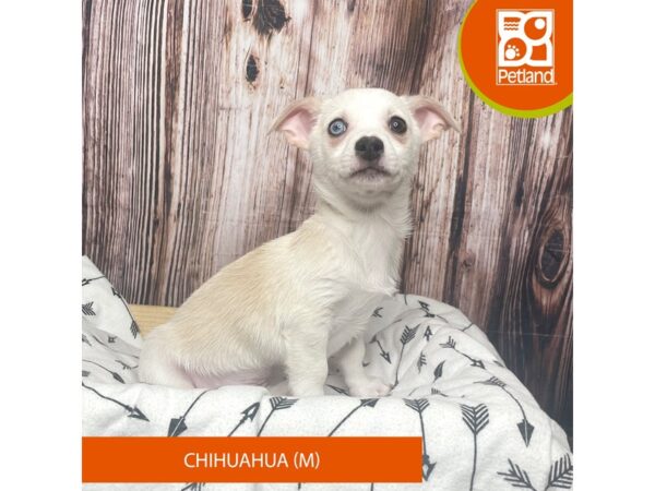 Chihuahua DOG Male Cream / White 17654 Petland Fairfield, Ohio