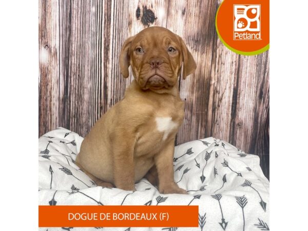 Dogue De Bordeaux-DOG-Female-Red-17653-Petland Fairfield, Ohio