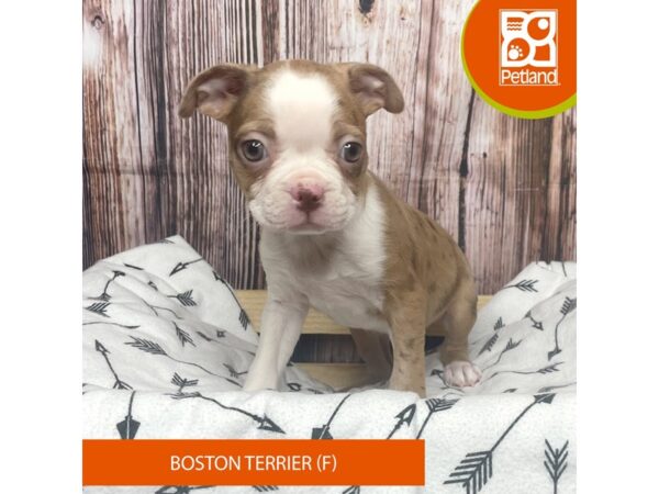 Boston Terrier DOG Female Seal 17652 Petland Fairfield, Ohio