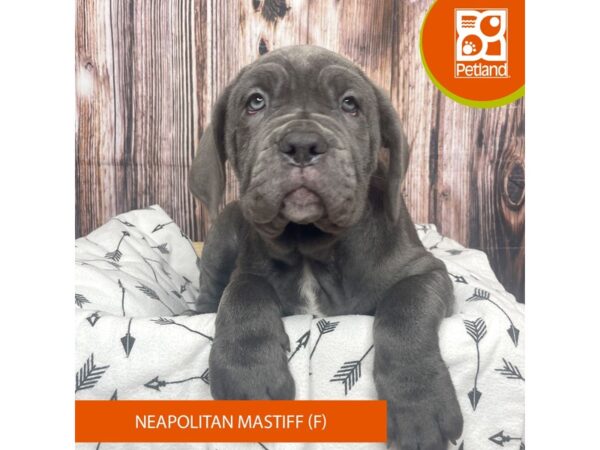 Neapolitan Mastiff DOG Female Blue 17651 Petland Fairfield, Ohio