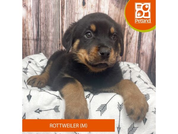 Rottweiler-DOG-Male-Black / Tan-17649-Petland Fairfield, Ohio