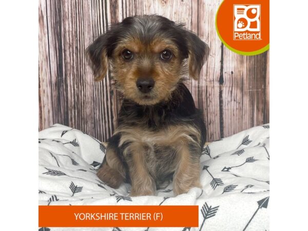 Yorkshire Terrier Dog Female Black / Tan 17648 Petland Fairfield, Ohio