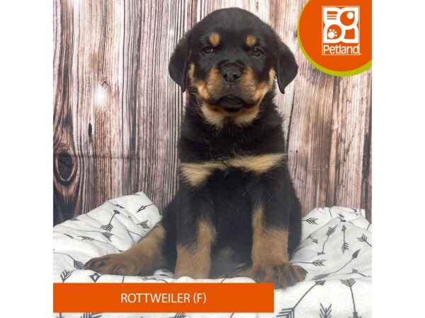 Rottweiler DOG Female Black / Tan 17647 Petland Fairfield, Ohio