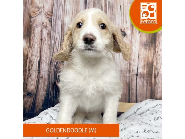 Goldendoodle DOG Male White / Apricot 17669 Petland Fairfield, Ohio