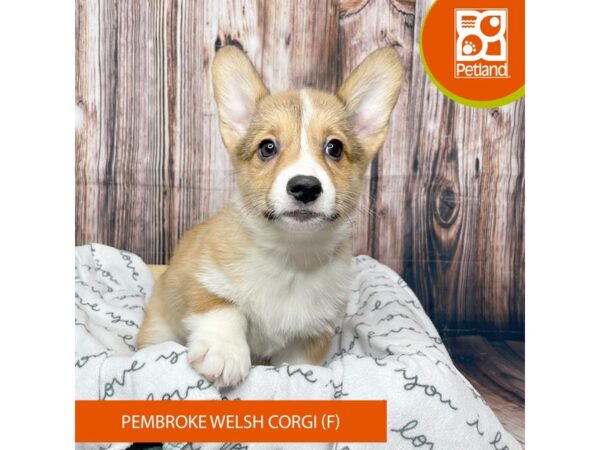 Pembroke Welsh Corgi DOG Female Brown / White 17668 Petland Fairfield, Ohio