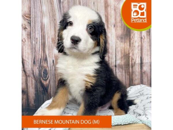 Bernese Mountain Dog DOG Male Black Tan / White 17667 Petland Fairfield, Ohio