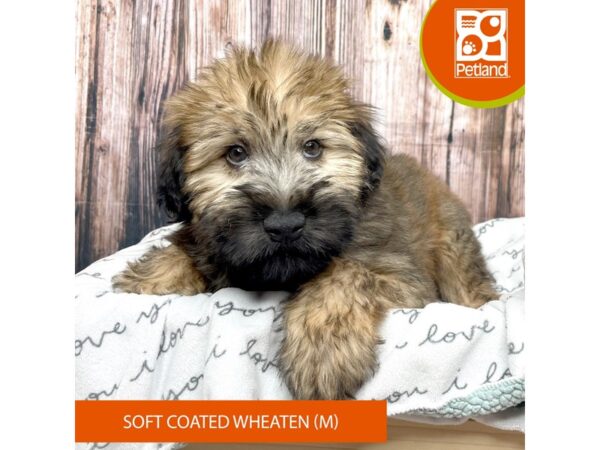 Soft Coated Wheaten Terrier Dog Male Wheaten 17666 Petland Fairfield, Ohio