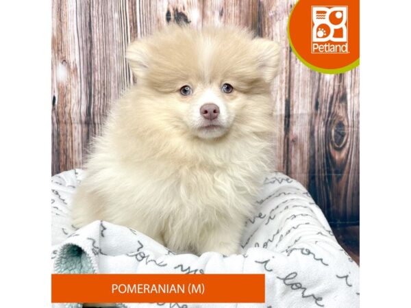 Pomeranian DOG Male Tan / White 17665 Petland Fairfield, Ohio